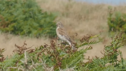 bird-st-brides-bay-pembrokeshire-my-way-sanna-duthie-film-identification.png